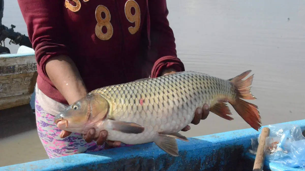 Falta de agua en presas provoco caída en producción de pescado.